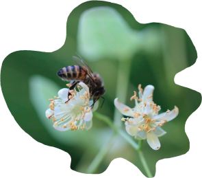 Abeja libando. Foto Agnès Fayet. Detalle.