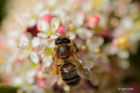 Abeja libando. Foto Agnès Fayet