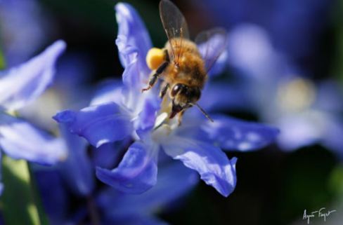 Abeja libando. Foto Agnès Fayet