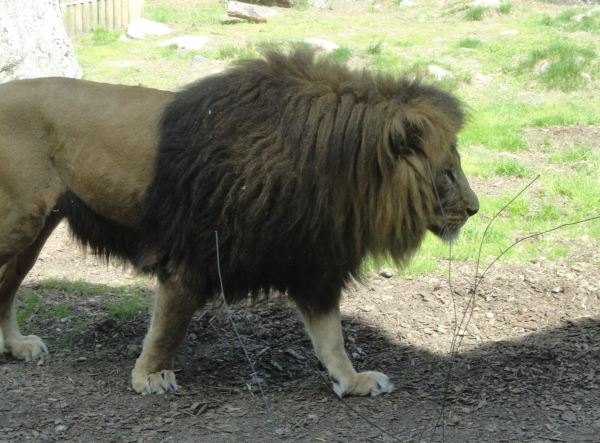 Buscando la sombrita. Zoo de Borås. Foto R.Puig