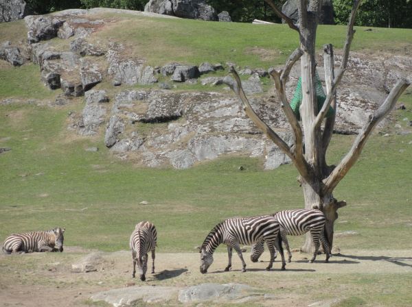 Calma chicha. Zoo de Borås. Foto R.Puig