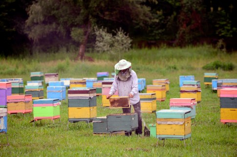 Colmenas en Lekit. Azerbaiyán. Foto FAO