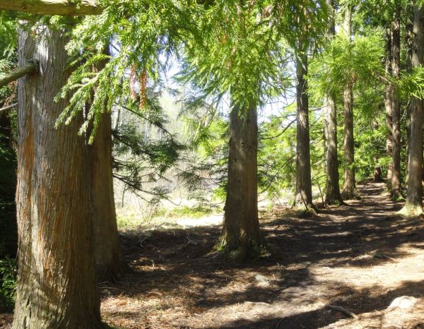 Cryptomeria japonica. Foto R.Puig