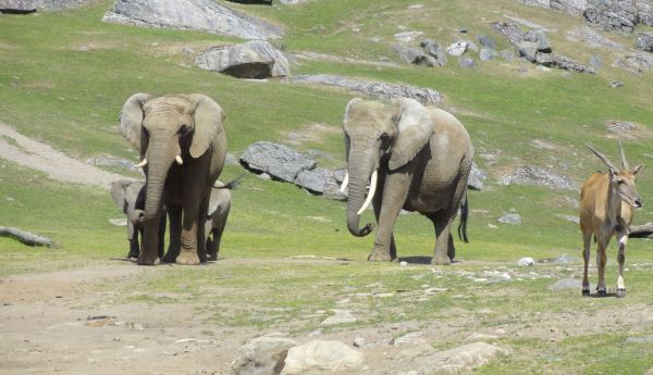 Elefantes africanos. Zoo de Borås. Foto R.Puig