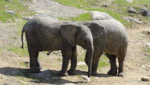 Calma chicha. Zoo de Borås. Foto R.Puig