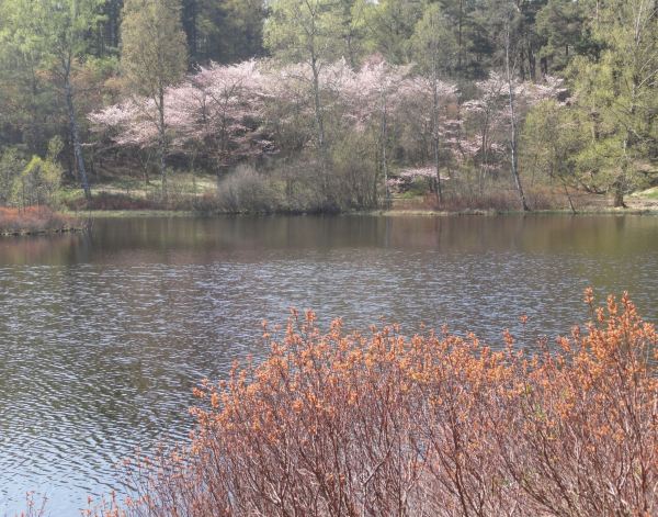 Finnsmossen. Gotemburgo. Foto R.Puig