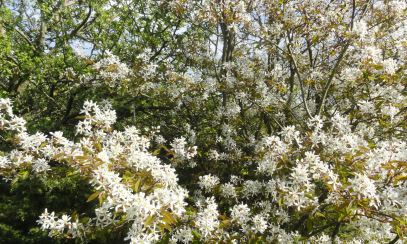 Flores junto al mar. Foto R.Puig