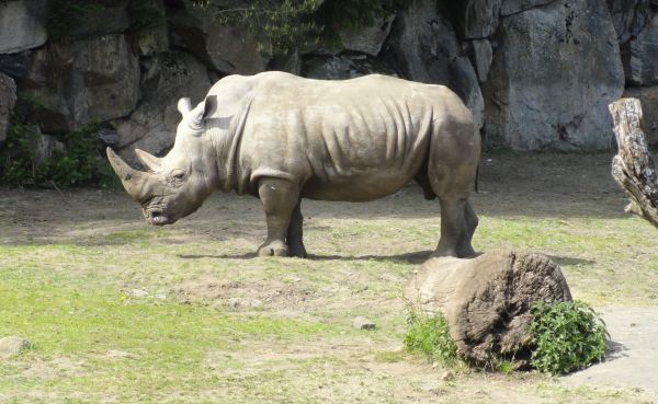 Fortaleza. Zoo de Borås. Foto R.Puig