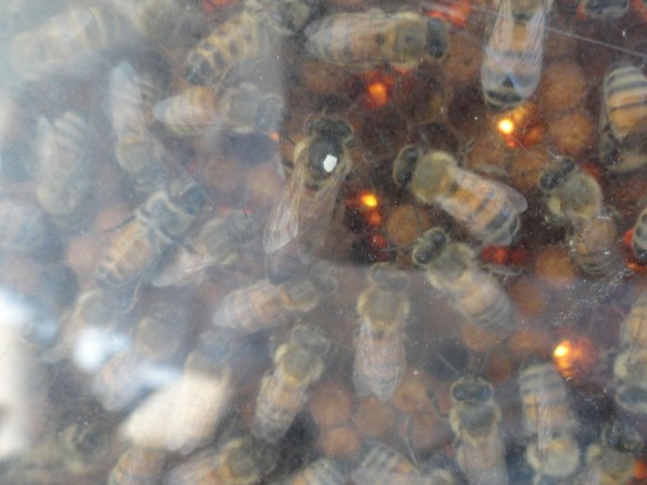 La reina abeja sueca (marcada con la señal blanca de 2018) en un panal sueco. Foto R.Puig