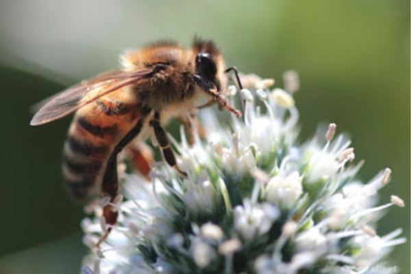 Libando. Foto Agnès Fayet. Detalle.