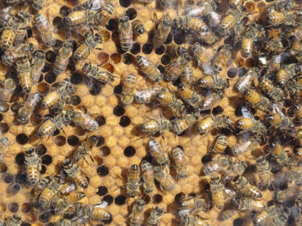 Panal de Åke Jantén Tjörns. Foto R.PuigJPG