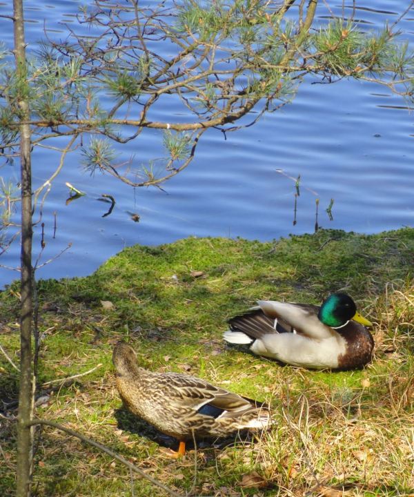 Pato y pata. Foto R.Puig