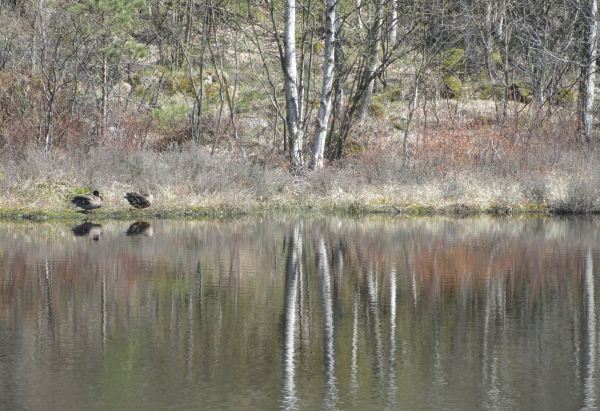 Pato y pata. Foto R.Puig