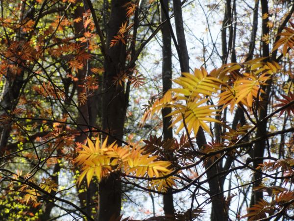 Serbal Japonés. Foto R.Puig