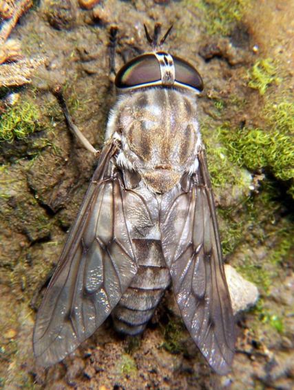 Tábano. Foto Wikipedia.
