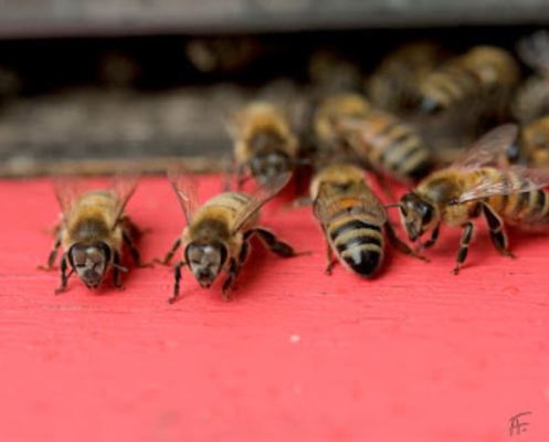 Tráfico. Foto Agnès Fayet