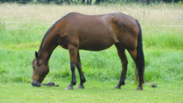 Caballo flamenco. Schilde.  Foto R.Puig