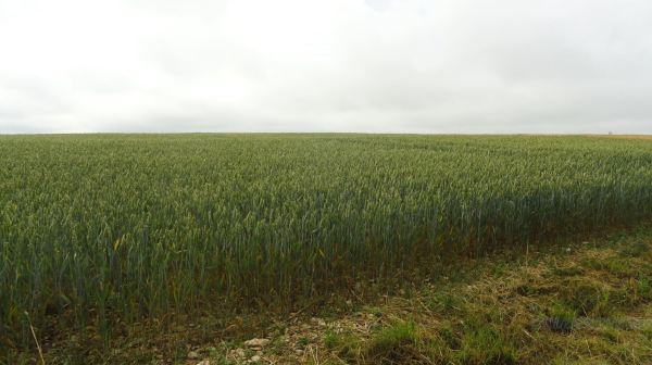 Campos de cereal en Borgoña. Foto R.Puig