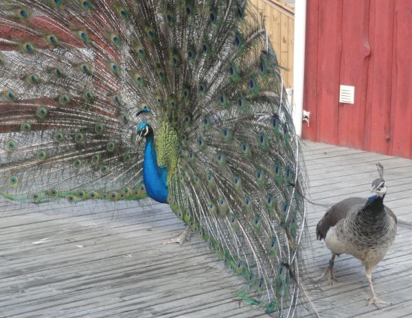 ¿Dónde te metes?. Zoo de Borås. Foto R.Puig