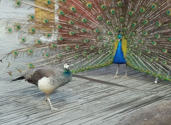 Flirteo. Foto R.Puig