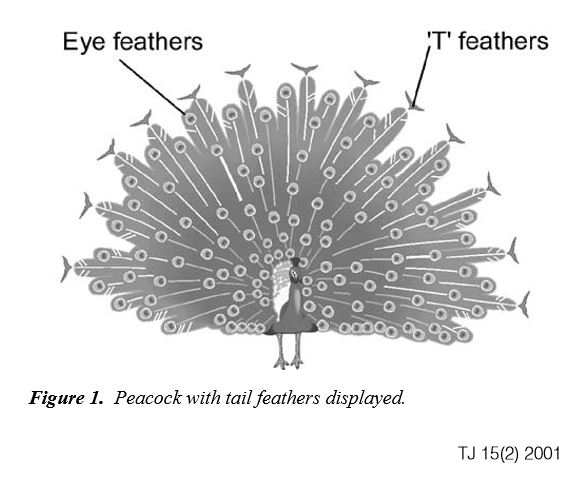 Las plumas del pavo real. Stuart Burgess.TJ 15(2) 2001