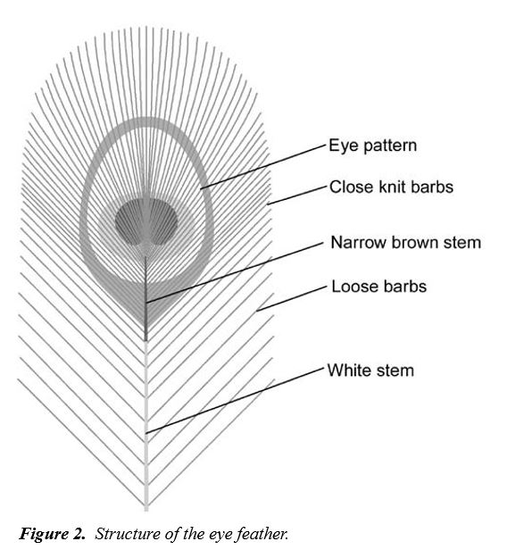 Las plumas del pavo real. Stuart Burgess. TJ 15(2) 2001