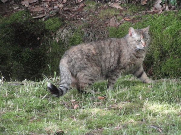 Libre y bien nutrido. Foto R.Puig.JPG