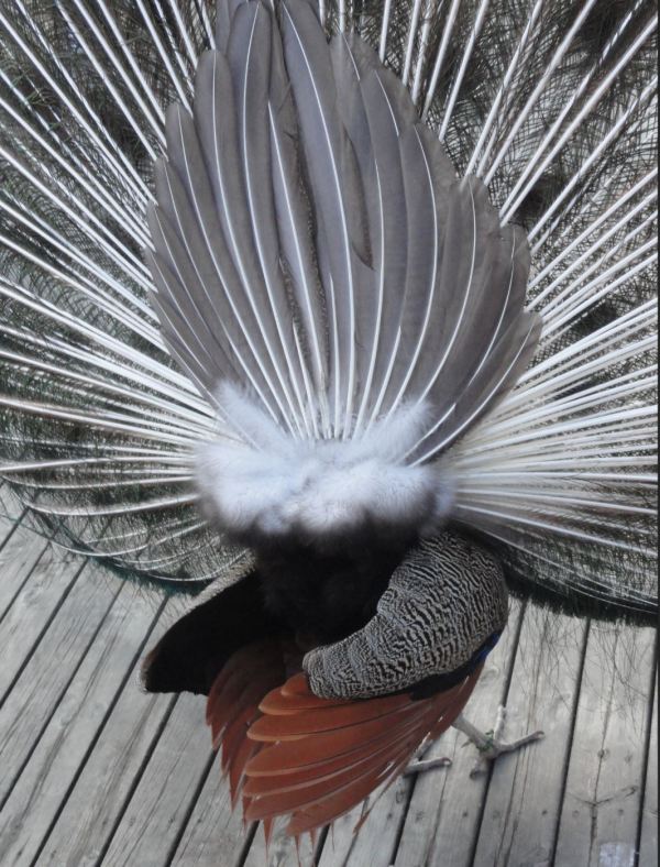 Más de cien cálamos en tensión. Zoo de Borås. Foto R.Puig