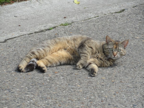 Me observa. Foto R.Puig