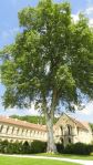 Platanus Hispanica plantado en 1780. Fontenay. Foto&nbsp;R.Puig