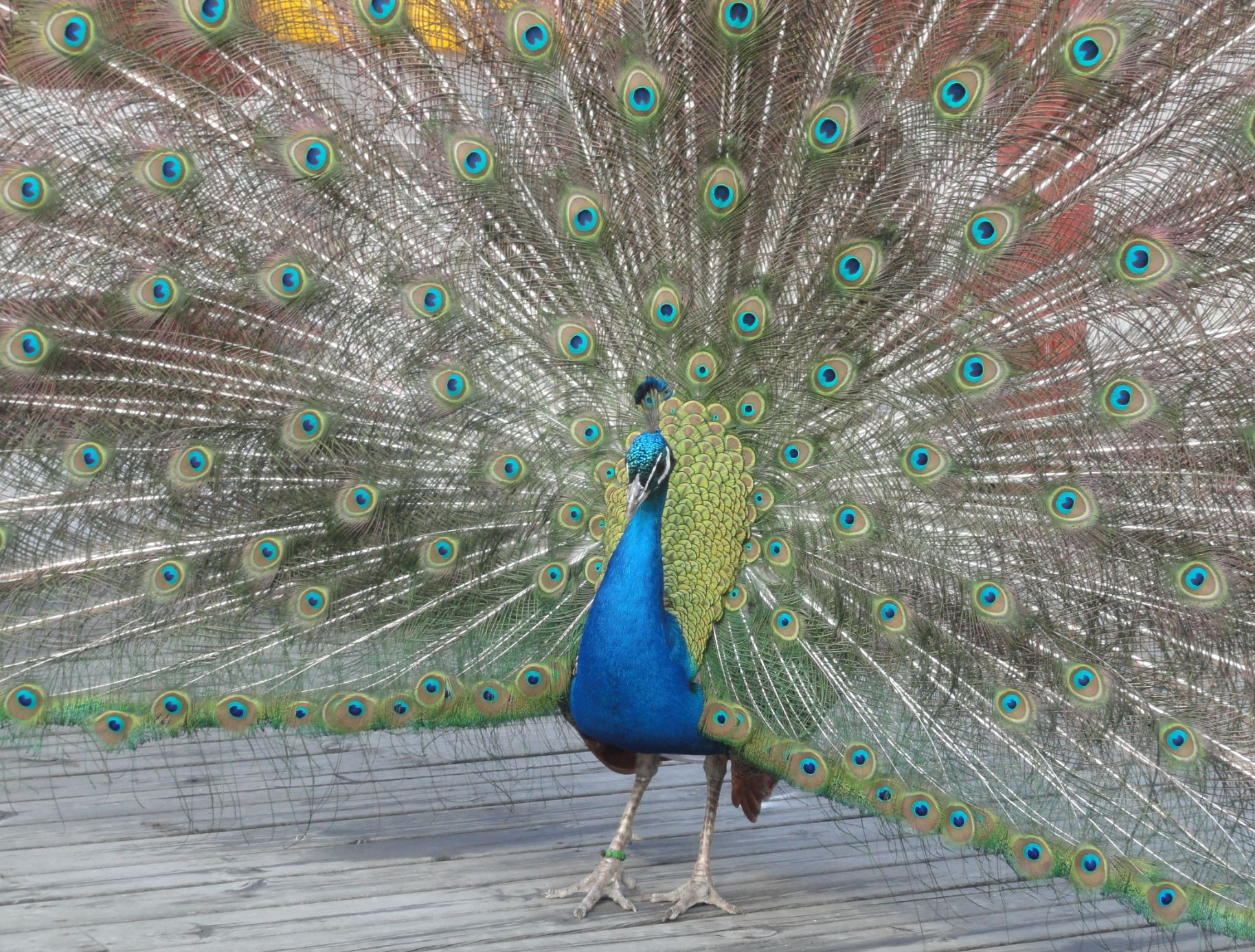 Pavadas | en son de luz, image size:1827x1386