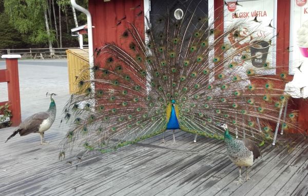 Triángulo. Foto R.Puig