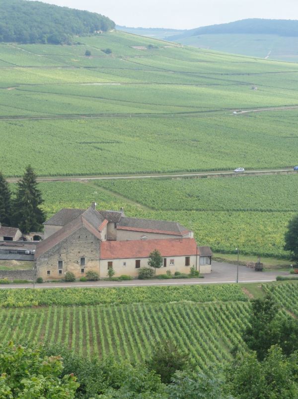 iñedos de Côte-d'Or en Borgoña. Foto R.Puig