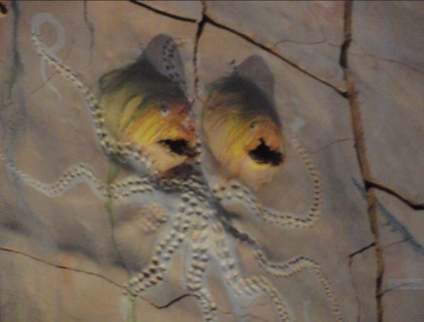 Atrapados por el pulpo. Miquel Barceló. Palma de Mallorca. Foto R.Puig