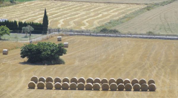 Montuiri. Después de la cosecha. Foto R.Puig