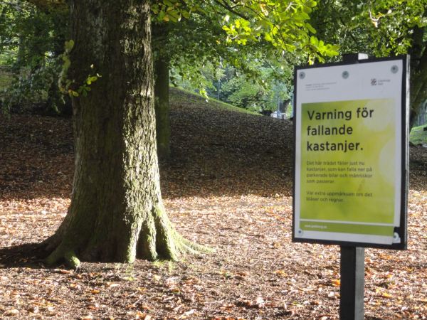 Advertencia por caída de castañas. Foto R.Puig