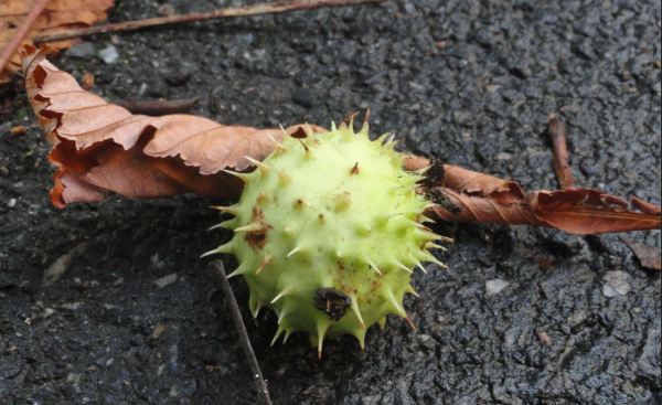 Castaña caida. Foto R.Puig