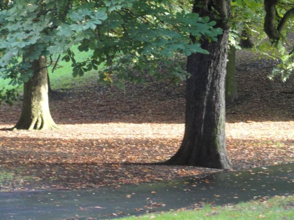 Preotoñal. Foto R.Puig