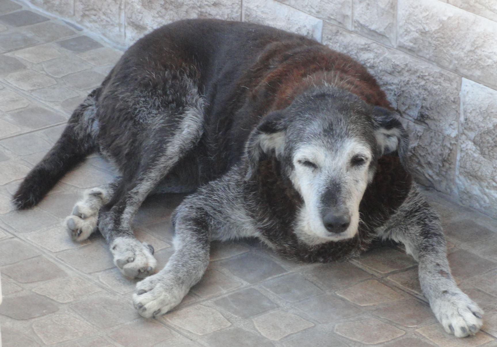 Despertar canino en la Vall d'Ebo. Foto R.Puig