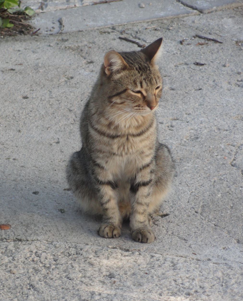 Gato en la Vall d.Ebo. Foto R.Puig