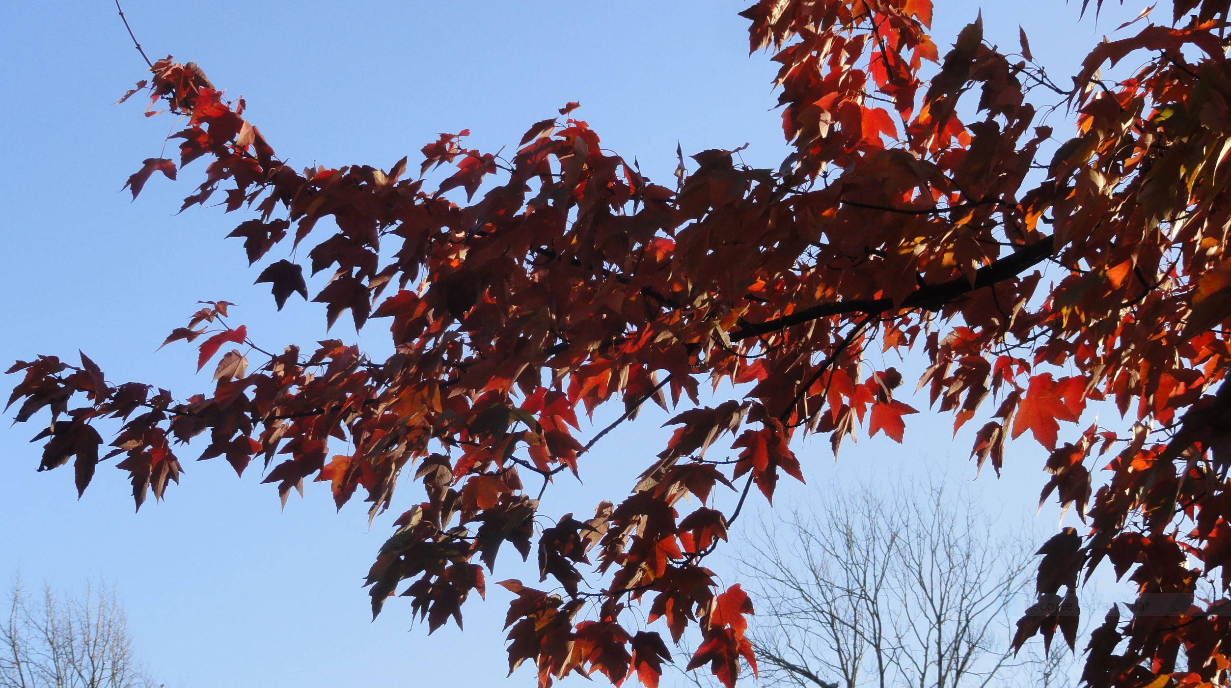 Otoño mediado. Foto R.Puig