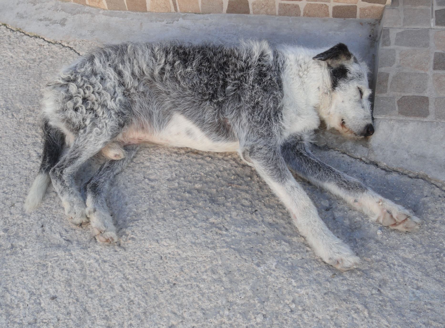Siesta canina en la Vall d.Ebo. Foto R.Puig