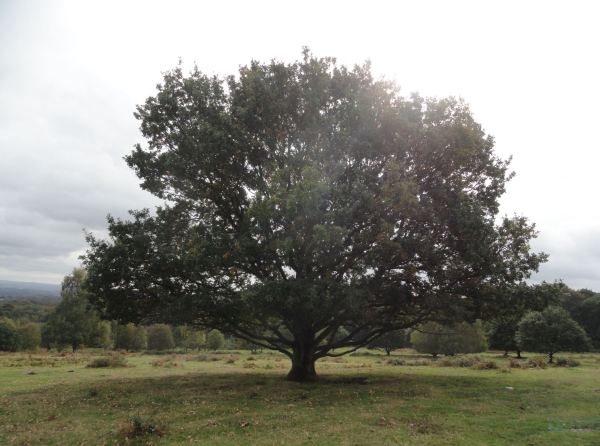 Un hermoso roble en Beacon Hill. Foto R.Puig