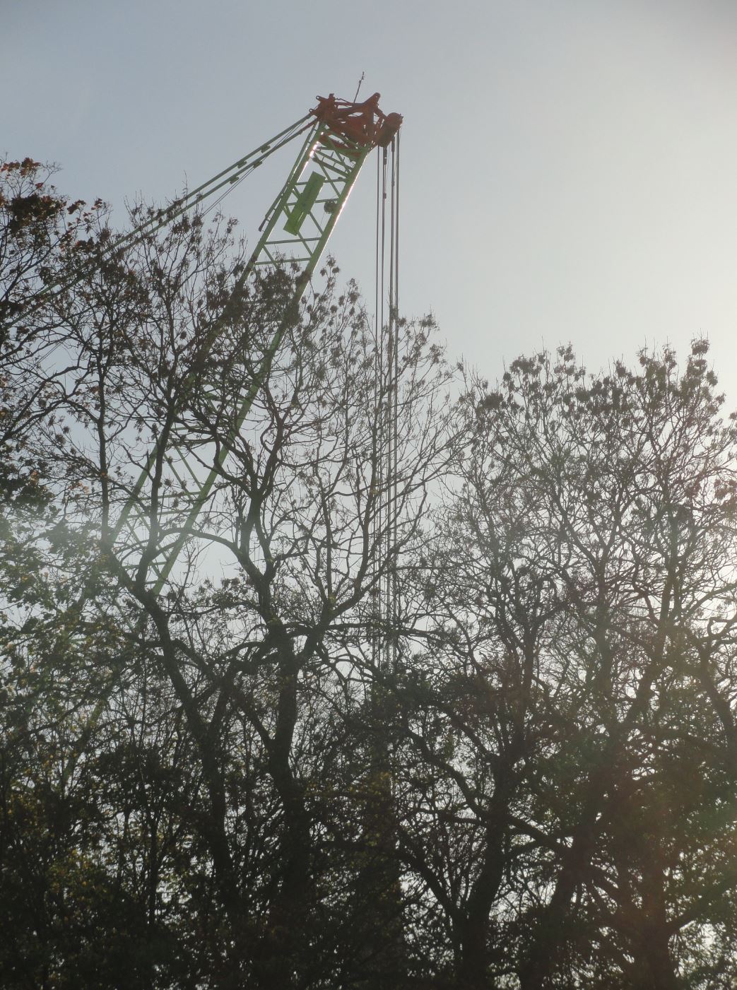 Voracidad. Foto R.Puig