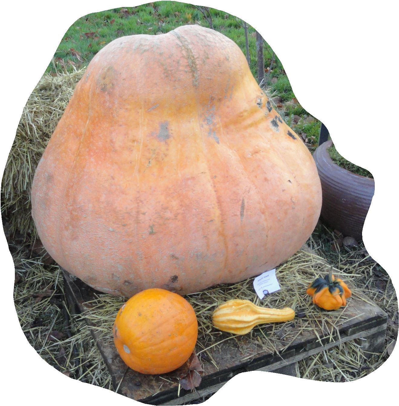 90 tipos de calabazas. Jardín botánico de Gotemburgo. Foto R.Puig