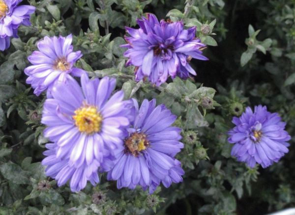 Asteracea. Symphyotrichum novi belgii. Botánico de Gotemburgo. Foto R.Puig