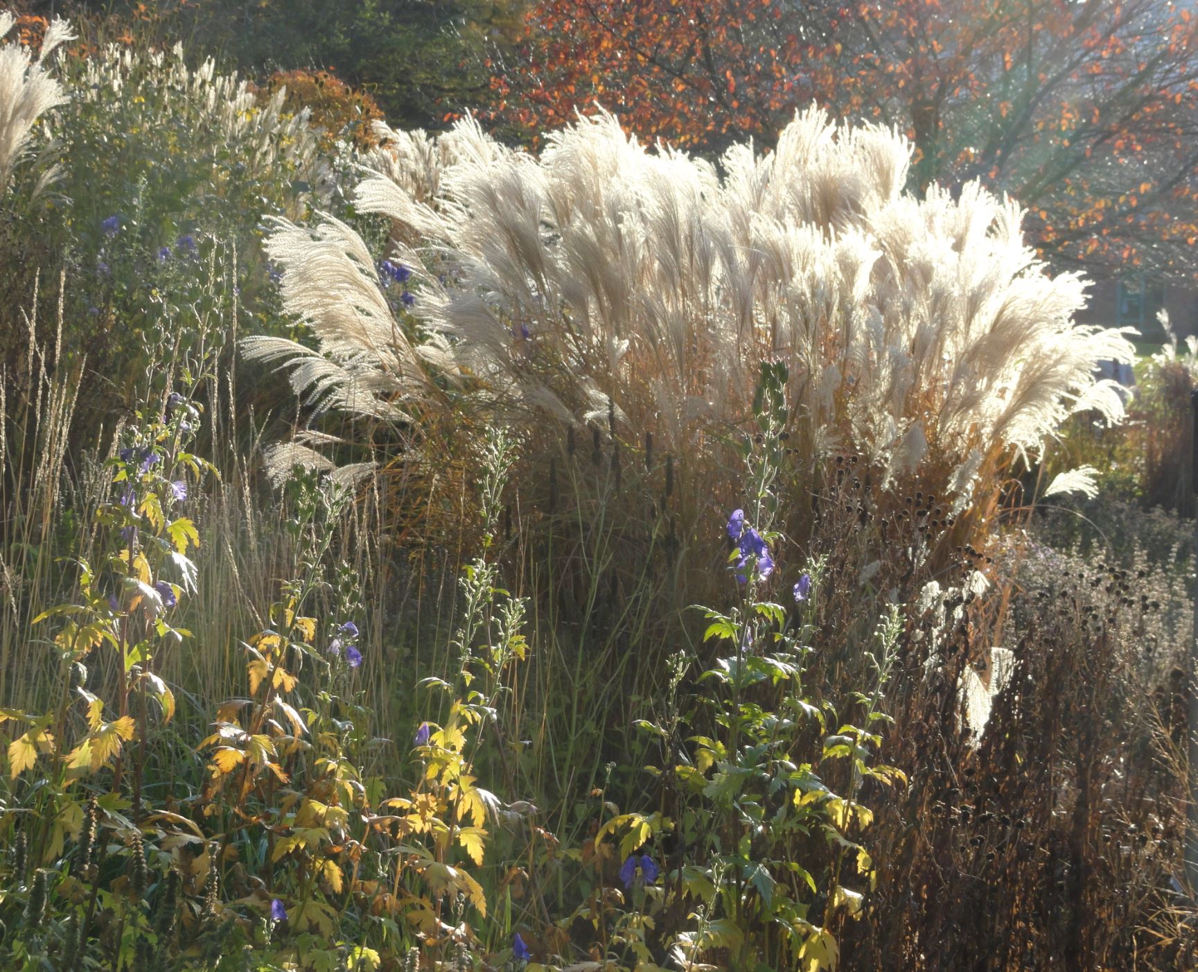 En el Jardín botánico de Gotemburgo. Foto R.Puig