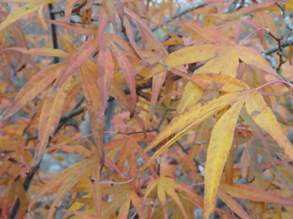 Hojas de Acer Palmatum. Botánico de Gotemburgo. Foto R.Puig