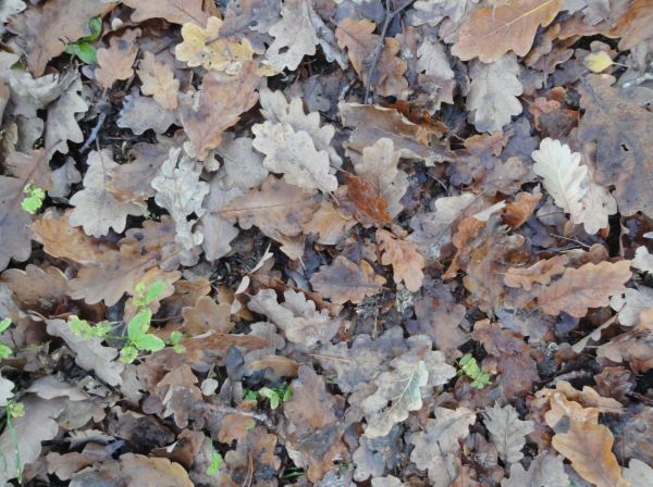 Pobre cosa caida. Foto R. Puig