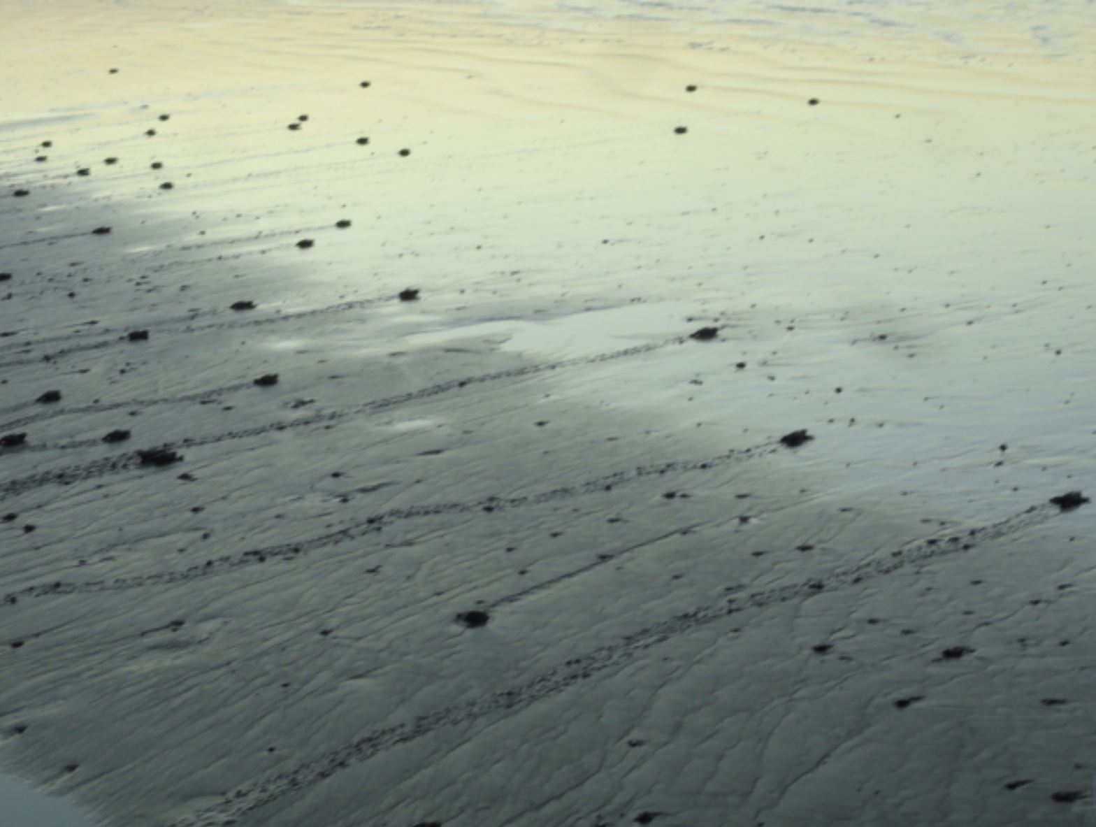 A ver quién llega antes. Foto R.Puig